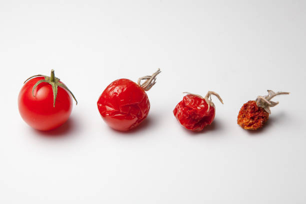 白背景に分離された赤トマトの進化 - evolution progress unripe tomato ストックフォトと画像