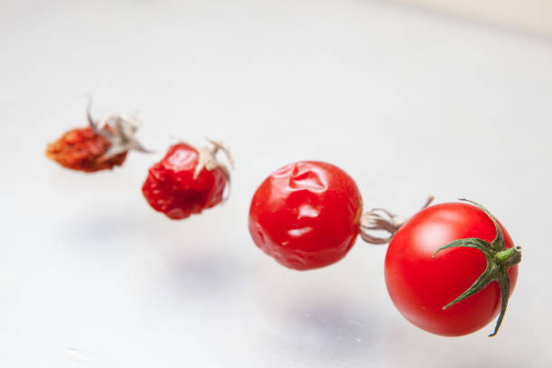 entwicklung der rote tomate isoliert auf weißem hintergrund - evolution progress unripe tomato stock-fotos und bilder