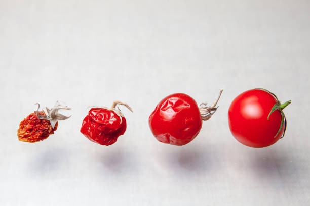evolution von roten tomaten isoliert auf weißem hintergrund - evolution progress unripe tomato stock-fotos und bilder