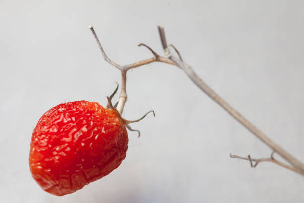 entwicklung der rote tomate isoliert auf weißem hintergrund - evolution progress unripe tomato stock-fotos und bilder