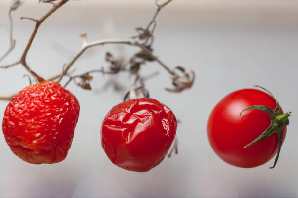 entwicklung der rote tomate isoliert auf weißem hintergrund - evolution progress unripe tomato stock-fotos und bilder