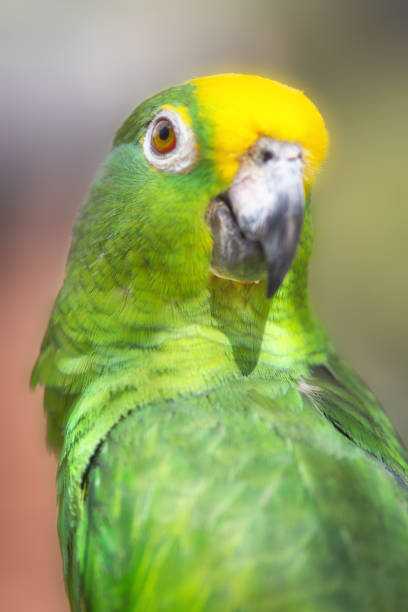 istock Close up of Yellow crowned amazon parrot. 1141070029