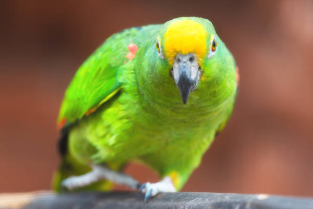 istock Close up of Yellow crowned amazon parrot. 1141070063