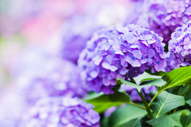 purple hydrangea flowers in the garden - hydrangea white flower flower bed imagens e fotografias de stock