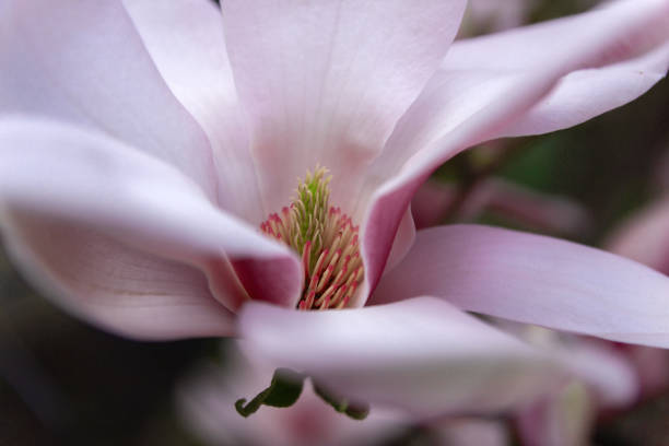 istock Magnolia flower blossom nature spring 1141070560