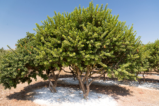Mastic tree in a Mastic farm in Chios Island Greece.