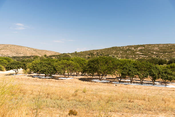 istock Mastic trees in Mastic field at Chios Island Greece. 1141071201