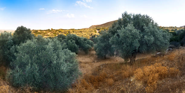 istock Olive field and natural hills. 1141071224