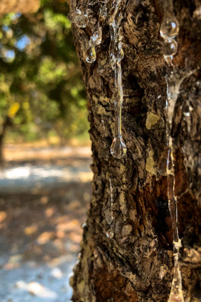 istock Mastic drops on a Mastic tree at Chios island Greece. 1141071234