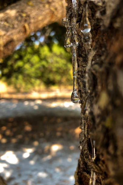 Nature themed background image with copy space for presentation and text. Picture depicts Thuja leaves soaked in shining rain drops, and lit by soft morning sunlight.