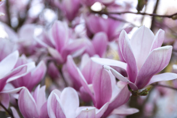 istock Magnolia flower blossom nature spring 1141071429