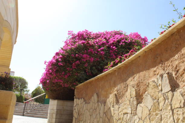 istock Beautiful garden in Egypt. 1141071484