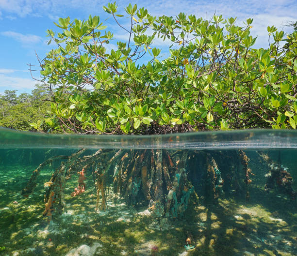 Mangrove tree foliage with roots underwater sea Mangrove tree over and under water surface, green foliage above waterline and roots with marine life underwater, Caribbean sea mangrove tree photos stock pictures, royalty-free photos & images