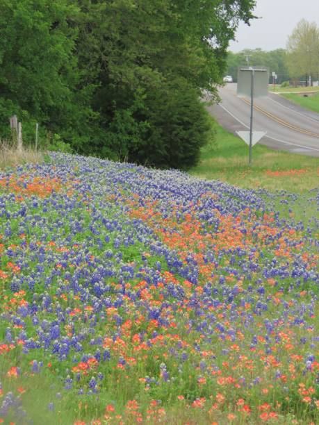 istock Texas bluebonnets (lupine) & Indian paintbrush wildflowers 1141071822