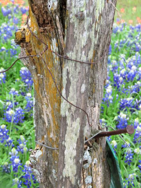istock Texas bluebonnets, lupine behind fence post 1141071827