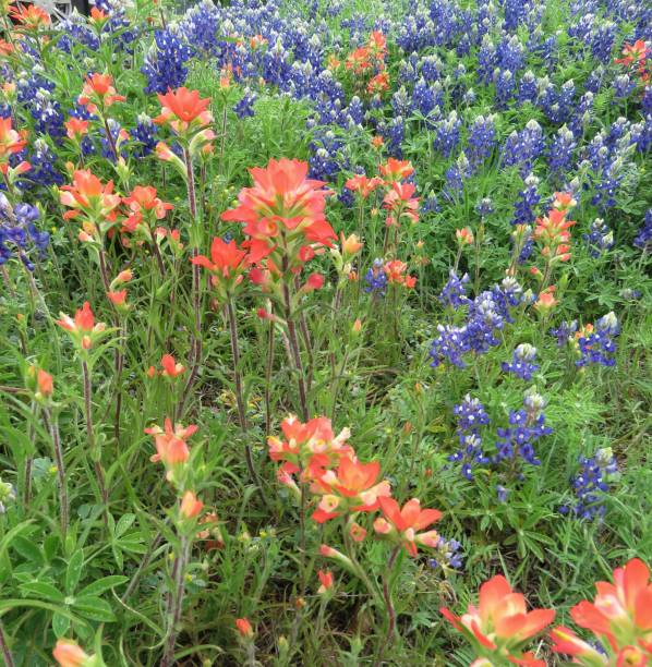istock Texas bluebonnets (lupine) & Indian paintbrush wildflowers 1141071945