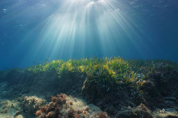 Natural sunbeams underwater in Mediterranean sea Natural sunbeams underwater through water surface in the Mediterranean sea on a seabed with neptune grass, Catalonia, Roses, Costa Brava, Spain at the bottom of photos stock pictures, royalty-free photos & images