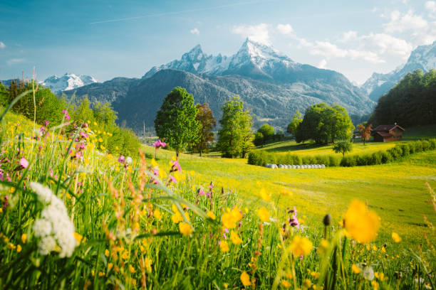 scenario di montagna idilliaco nelle alpi con prati in fiore in primavera - tree spring blossom mountain foto e immagini stock