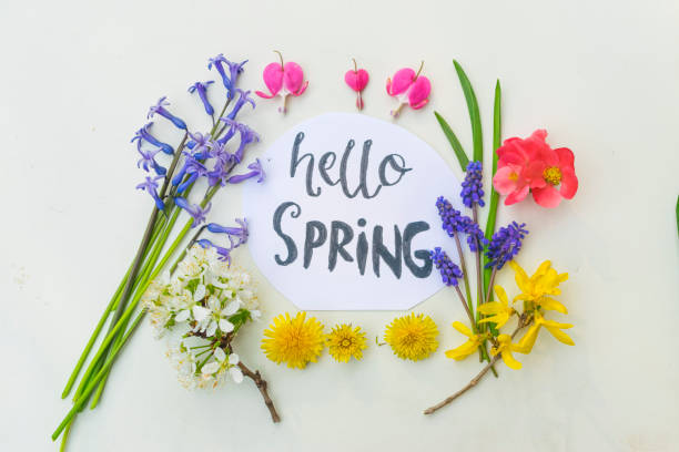 istock Spring flowers with sign hello spring on white background. 1141074167