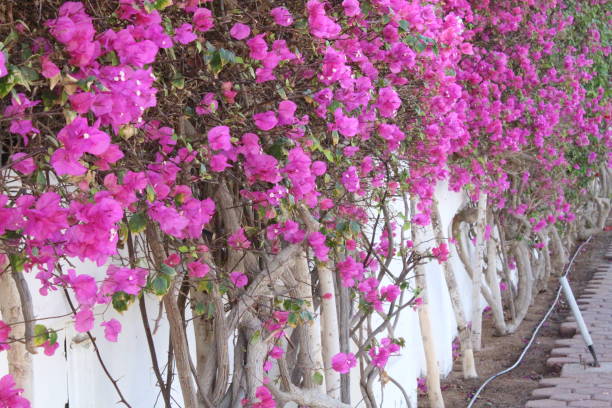 istock Beautiful garden in Egypt. 1141074329