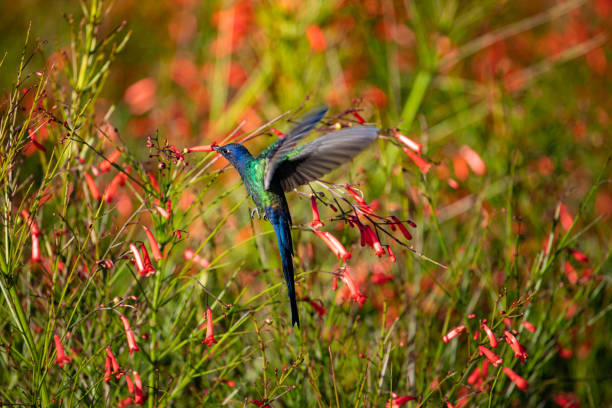 колибри, питающаяся красными цветами. - биоразнообразие фотографии стоковые фото и изображения