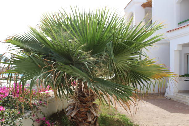 istock Beautiful garden in Egypt. 1141075540