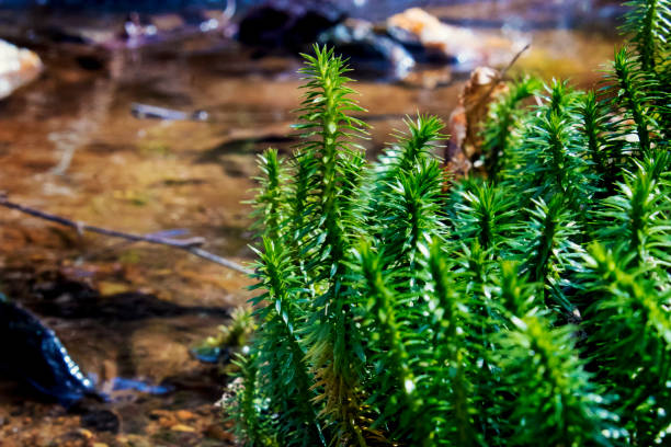 shining clubmoss le long du ruisseau - clubmoss photos et images de collection