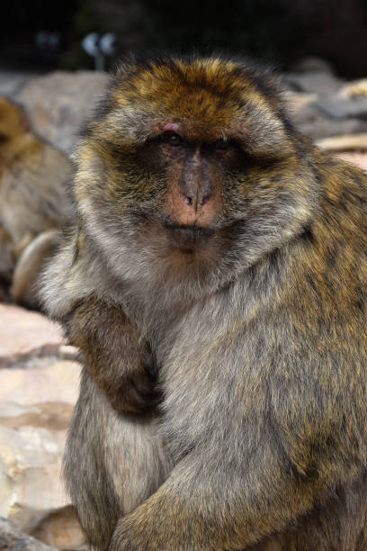 istock Young monkey in montaine at morrocco 1141075680