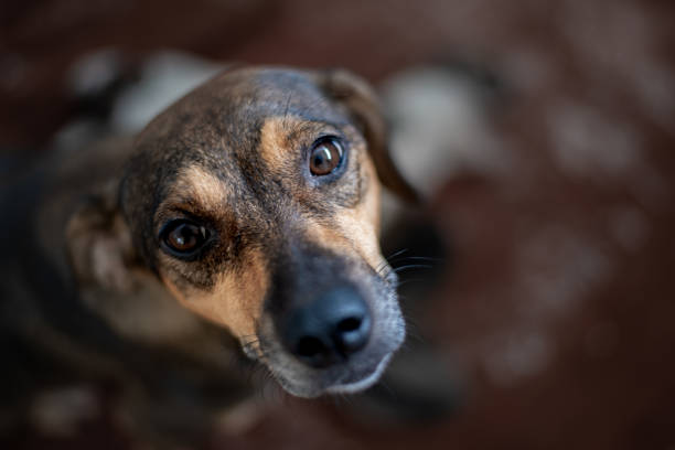 chien mignon (mutt). - dog street loneliness solitude photos et images de collection