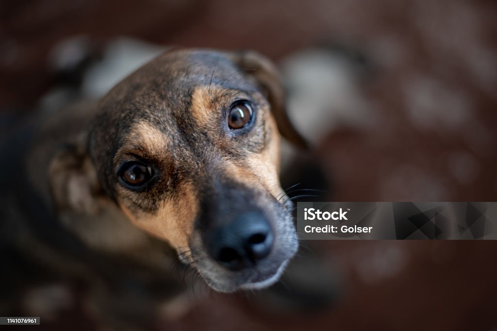 Cute dog (mutt). "Cute dog (mutt)." Dog Stock Photo