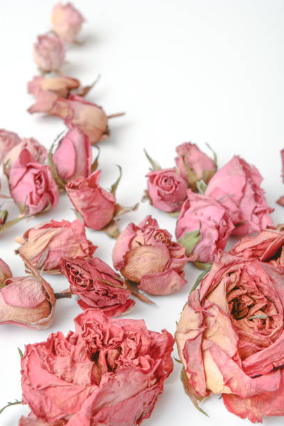 istock Floral pattern from natural rose petals 1141078448