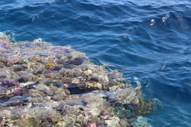 istock Coral in the red sea. 1141078562
