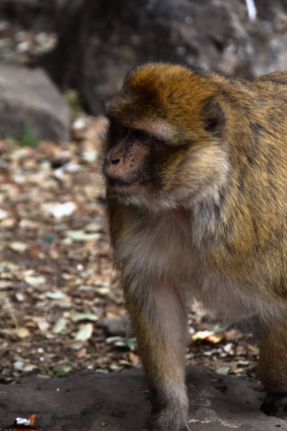 istock Young monkey in montaine at morrocco 1141078611