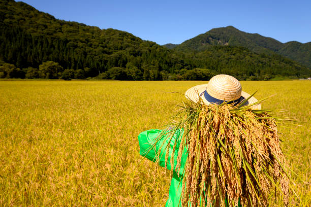 istock Senior's back and rice field 1141083847