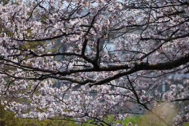 istock A row of cherry blossom trees in full bloom 1141087379