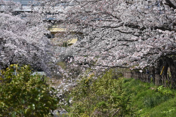 istock A row of cherry blossom trees in full bloom 1141087448