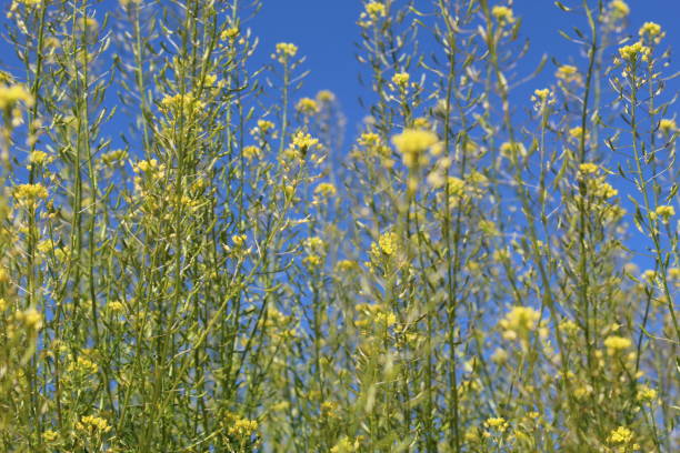 데 쿠라 니 아 핀 나타-웨스턴 tansy 겨자-29 팜 스-030919 j - conquering adversity adversity plant desert 뉴스 사진 이미지
