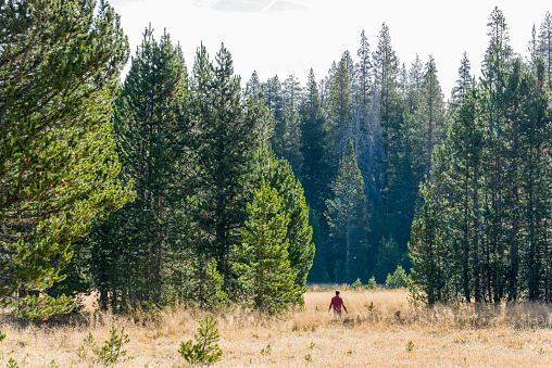 Man walking on a meadow with hay and Pine evergreen trees on the background