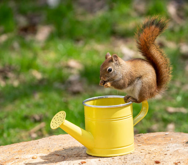 Red Squirrel, sitting on watering can, eating sunflower seeds. stock photo