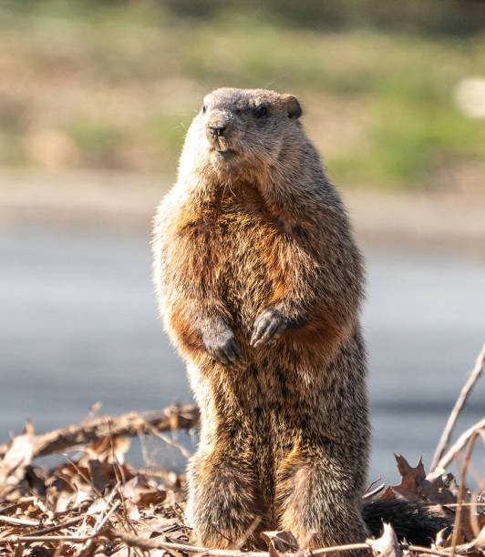 A groundhog on its burrow, in the spring in the forest.