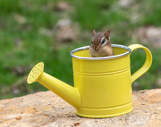 istock Cute chipmunk, with full cheeks, in watering can 1141093365