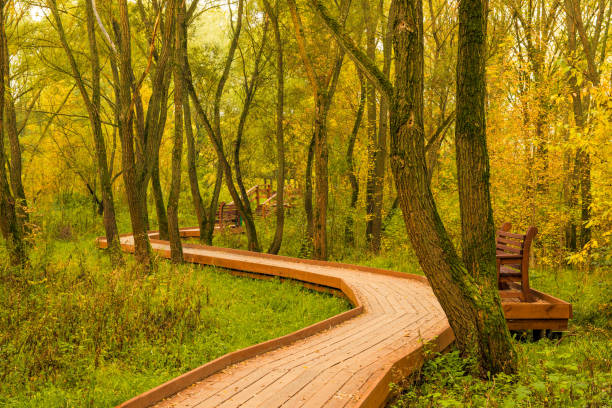 istock empty autumnal beautiful park with wooden flooring 1141093524