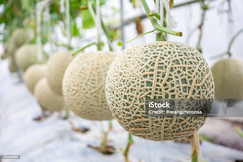 Fresh green Japanese cantaloupe melons plants growing in organic greenhouse garden Melon Stock Photo