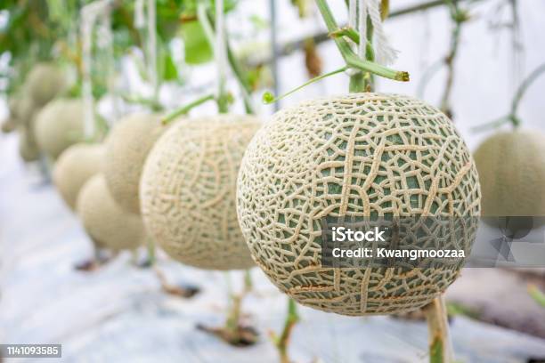 Fresh Green Japanese Cantaloupe Melons Plants Growing In Organic Greenhouse Garden Stock Photo - Download Image Now