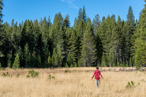 Man touching hay while hiking on a meadow area in Yosemite National park, California
