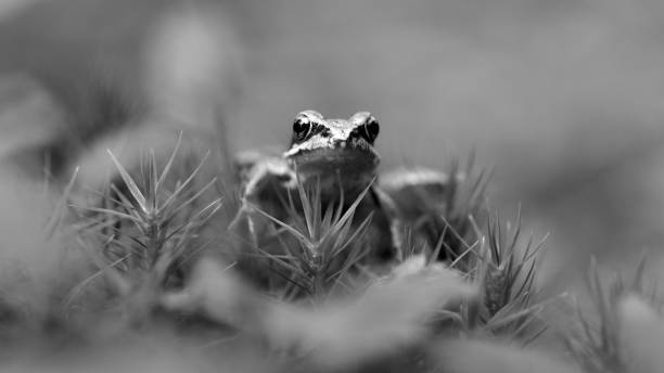 young tiny little Agile frog (rana dalmatina) with big eyes and moss, black-and-white