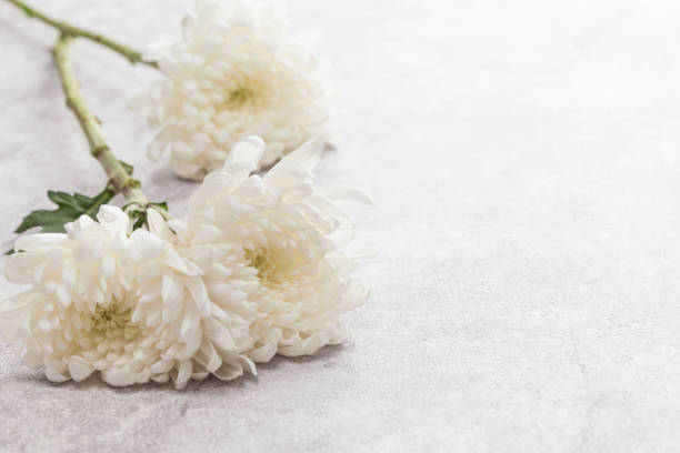 istock Beautiful blooming chrysanthemums 1141101428