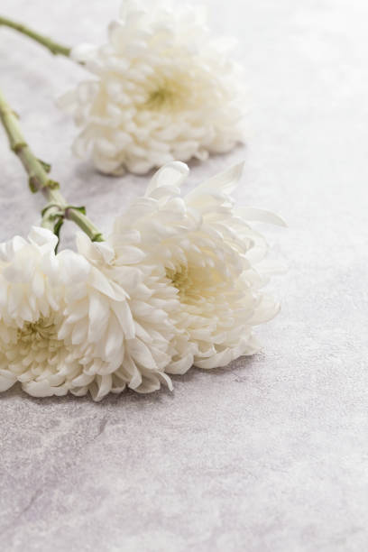 istock Beautiful blooming chrysanthemums 1141101438
