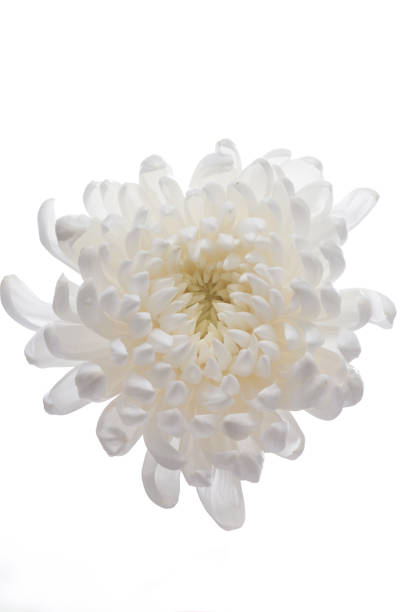 istock Beautiful blooming chrysanthemums 1141101476