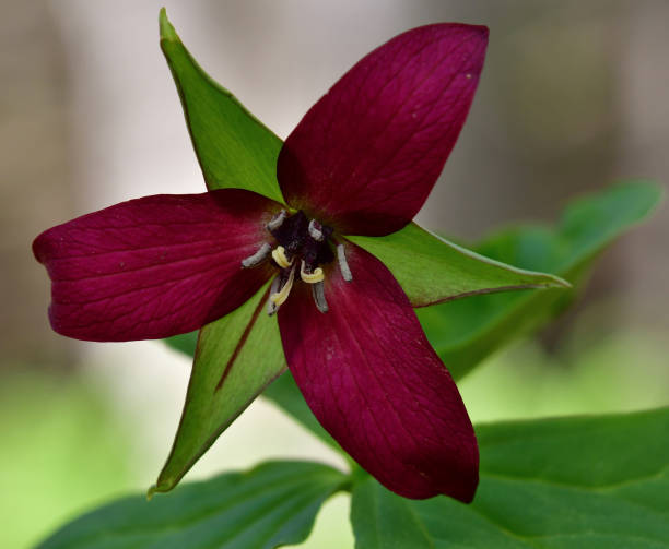 istock Purple trillium close-up 1141102275